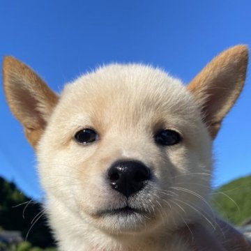 柴犬(豆柴)【兵庫県・女の子・2023年6月10日・白】の写真「とっても珍しいクリーム色の女の子♪」