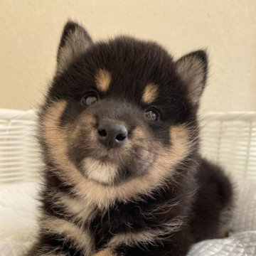 柴犬(豆柴)【兵庫県・女の子・2023年8月25日・黒】の写真「とっても可愛い女の子♪♪」