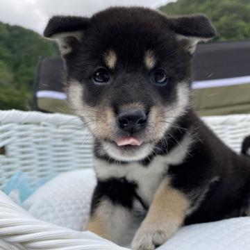 柴犬(豆柴)【兵庫県・女の子・2022年4月23日・黒】の写真「尻尾の先にタンポポの綿毛が付いている可愛い女の子♪」