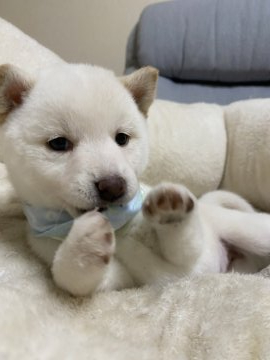 柴犬(豆柴)【兵庫県・女の子・2020年10月9日・白】の写真「父犬豆柴認定犬、可愛い女の子♪」