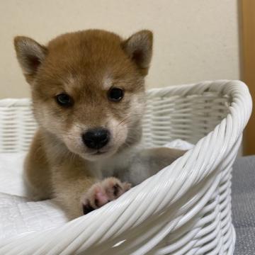 柴犬(豆柴)【兵庫県・男の子・2022年7月29日・赤】の写真「可愛い男の子♪」