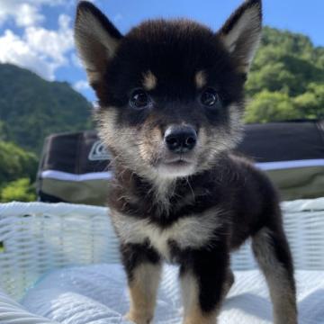 柴犬(豆柴)【兵庫県・女の子・2022年5月5日・黒】の写真「可愛い女の子♪」