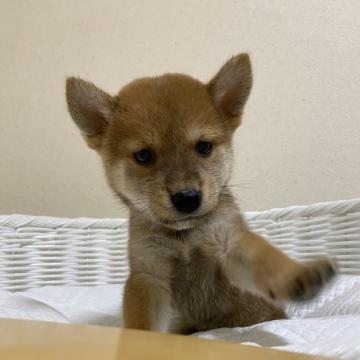 柴犬(豆柴)【兵庫県・男の子・2022年8月13日・赤】の写真「可愛い男の子♪」