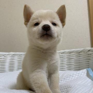 柴犬(豆柴)【兵庫県・男の子・2022年8月13日・白】の写真「可愛い男の子♪」