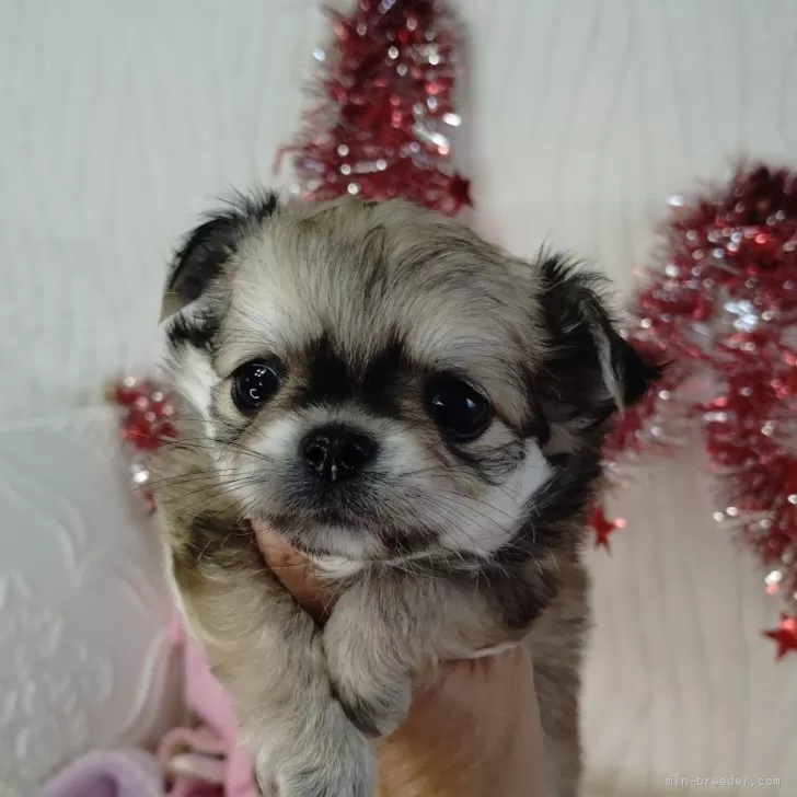 めめ 様のお迎えした子犬