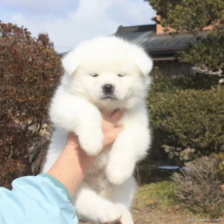 秋田犬【宮城県・女の子・2025年1月8日・白毛】の写真1「離乳食も残さず食べます。純白の色素良い本犬です。」