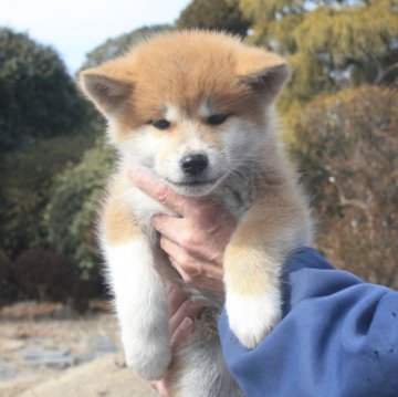 秋田犬【宮城県・女の子・2024年12月24日・赤毛】の写真「凛々しい女の子」