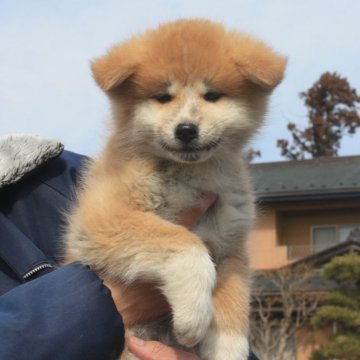 秋田犬【宮城県・男の子・2024年12月24日・赤毛】の写真「活発で懐っこい男の子です。」