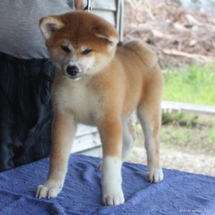 秋田犬 宮城県 女の子 22年5月31日 赤毛 凛々しい女の子 みんなのブリーダー 子犬id 28