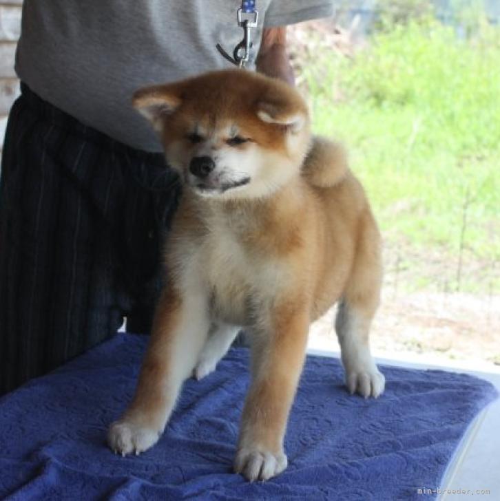 秋田犬 宮城県 男の子 22年5月31日 赤毛 骨太で穏やかな性格の仔犬です みんなのブリーダー 子犬id 28