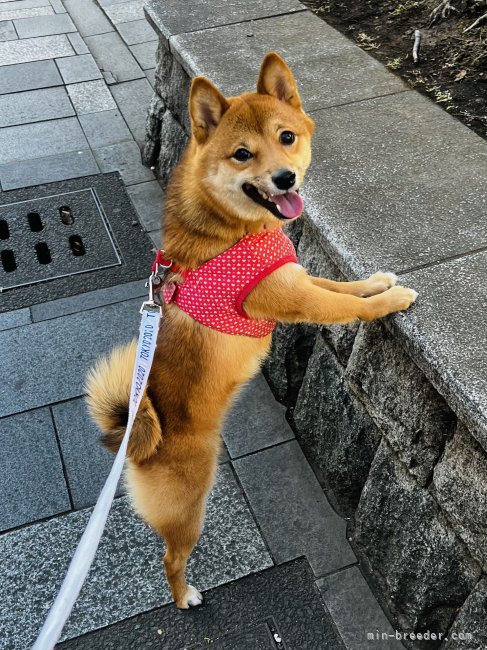 飯塚　理江(いいづか　りえ)ブリーダー(東京都・柴犬・JABC登録)の紹介写真3