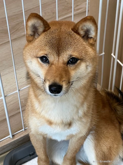 飯塚　理江(いいづか　りえ)ブリーダー(東京都・柴犬・JABC登録)の紹介写真4