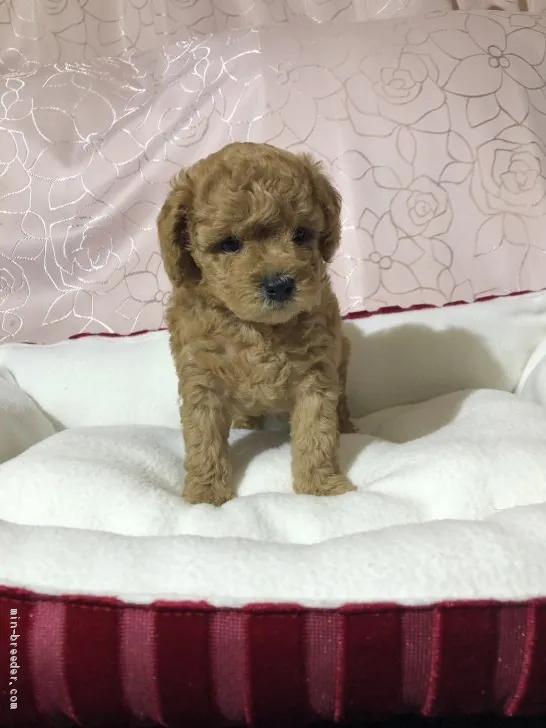 T.S 様のお迎えした子犬