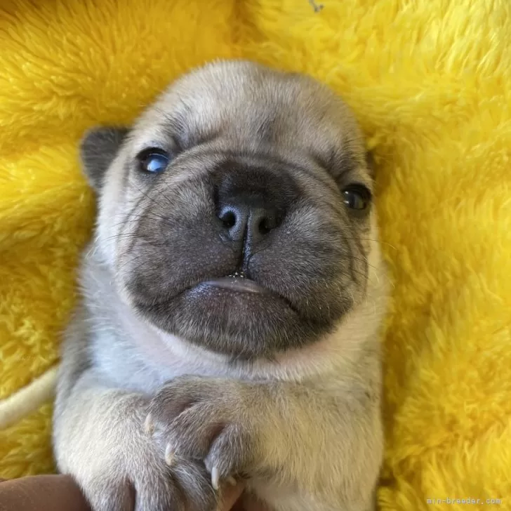 A.N まるこ 様のお迎えした子犬