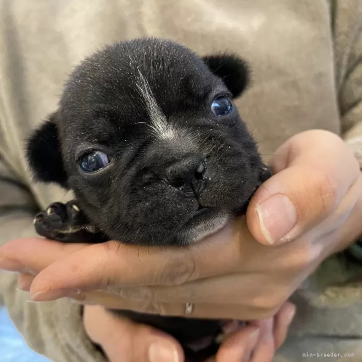 みうみう 様のお迎えした子犬