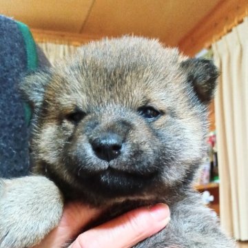 豆柴【群馬県・男の子・2025年2月9日・胡麻】の写真「ポイント両親共に豆柴認定犬です」