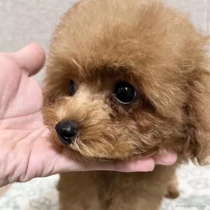 ねこばす 様のお迎えした子犬