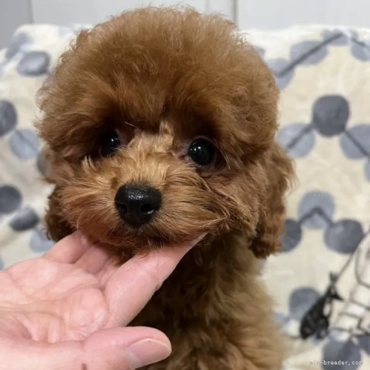 さえ 様のお迎えした子犬