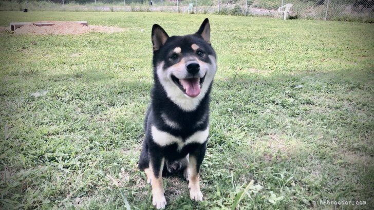 約500坪のドッグランで毎日遊んでます｜須藤　哲也(すどう　てつや)ブリーダー(大分県・KCJ登録)の紹介写真1