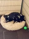 柴犬(標準サイズ)【大分県・女の子・2024年11月30日・黒】の写真3