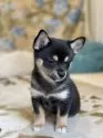 ミックス(チワワ×柴犬)【大分県・男の子・2024年11月29日・黒】の写真11