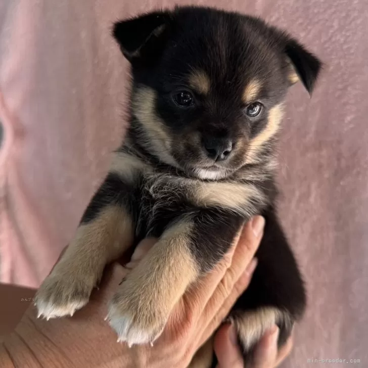 ミックス(チワワ×柴犬)【大分県・男の子・2024年11月29日・黒】の写真1「兄弟の中で1番大きいです」