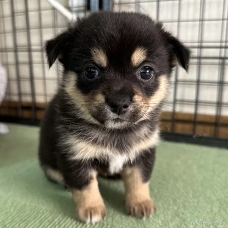 ミックス(チワワ×柴犬)【大分県・女の子・2024年11月29日・黒】の写真1「座ったらよじ登ってきます」