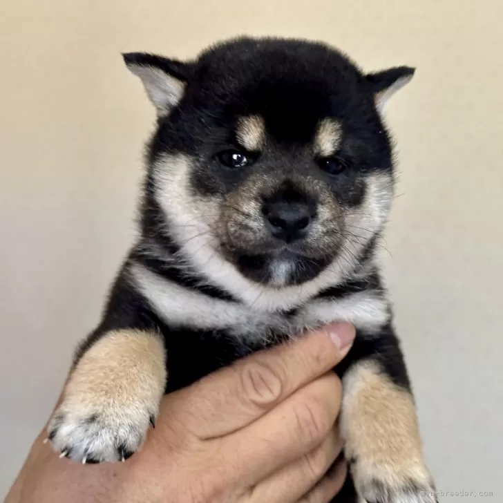 柴犬(標準サイズ)【大分県・女の子・2024年11月30日・黒】の写真1「1/4現在1470gになりました」