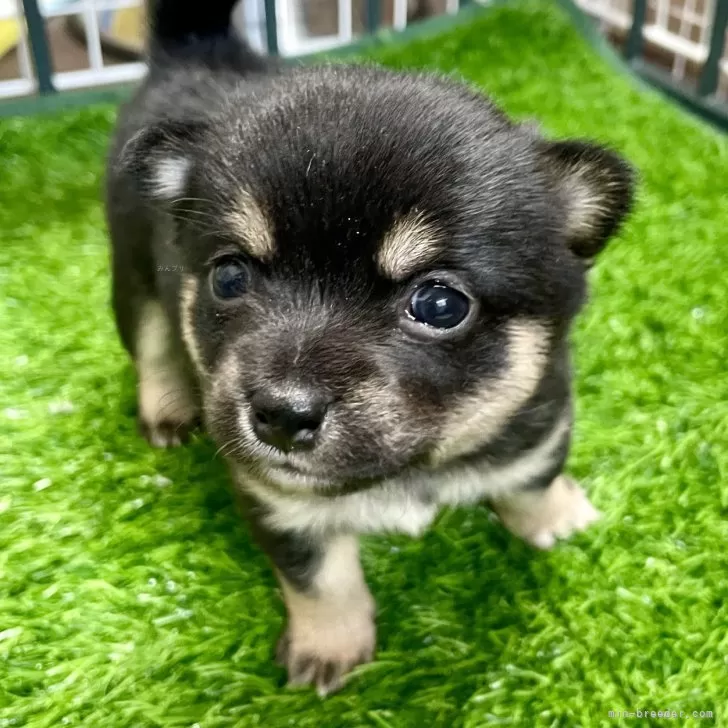 ミックス(チワワ×柴犬)【大分県・女の子・2024年11月25日・黒】の写真1「どうですか？可愛いでしょう😍」