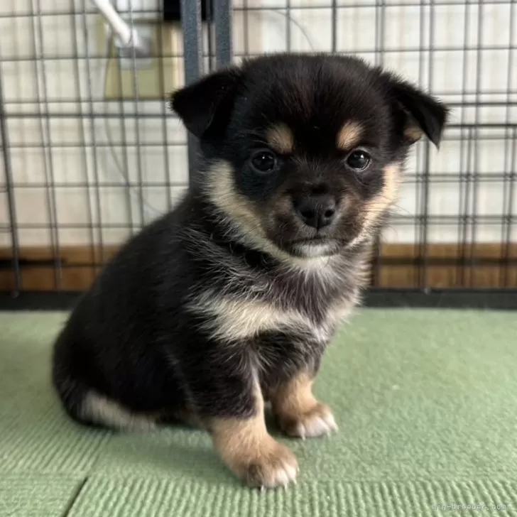 ミックス(チワワ×柴犬)【大分県・男の子・2024年11月29日・黒】の写真1「元気に育っています」