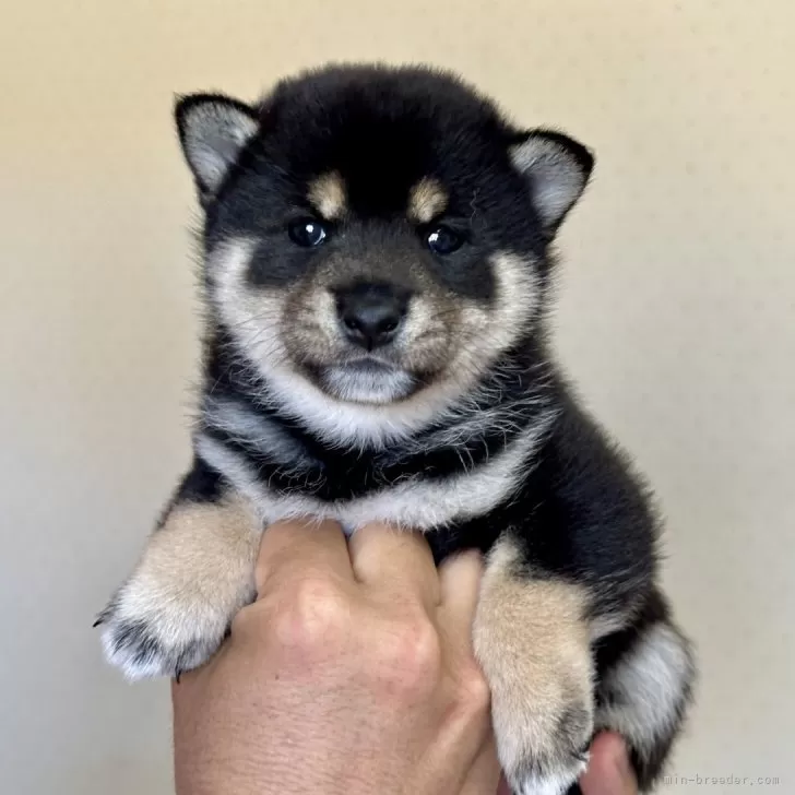 柴犬(標準サイズ)【大分県・女の子・2024年11月30日・黒】の写真1「1/4現在1430gになりました」