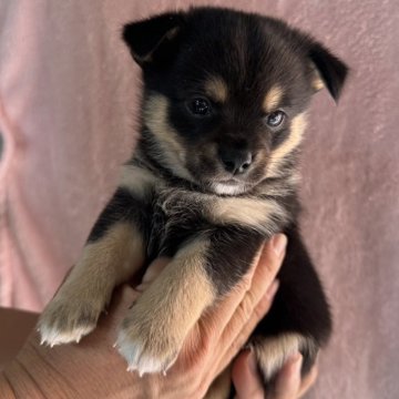 ミックス(チワワ×柴犬)【大分県・男の子・2024年11月29日・黒】の写真「甘えん坊のぽっちゃり三男くん」