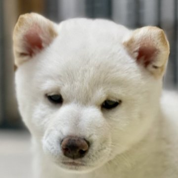 柴犬(標準サイズ)【大分県・男の子・2024年11月30日・白】の写真「毎日元気に妹達と遊んでいます😊」