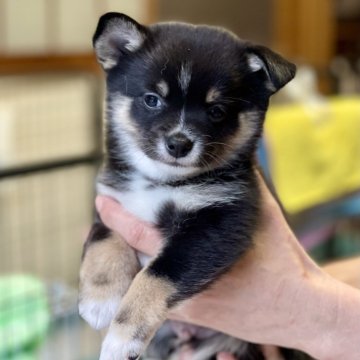 ミックス(チワワ×柴犬)【大分県・男の子・2024年11月29日・黒】の写真「小ぶりで甘えん坊の次男くん」