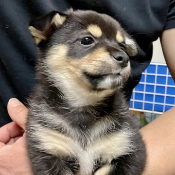 ミックス(チワワ×柴犬)【大分県・女の子・2024年11月29日・黒】の写真「とっても愛くるしい長女ちゃん」