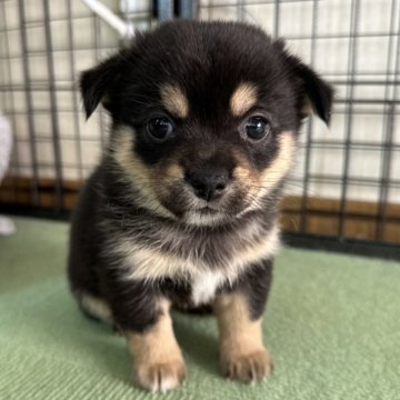 ミックス(チワワ×柴犬)【大分県・女の子・2024年11月29日・黒】の写真「人間大好き末っ子長女ちゃん」