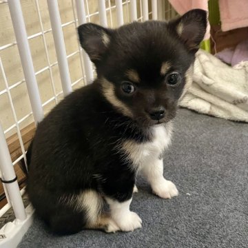 ミックス(チワワ×柴犬)【大分県・女の子・2024年11月25日・黒】の写真「ハイソックスで小ぶりな長女ちゃん」