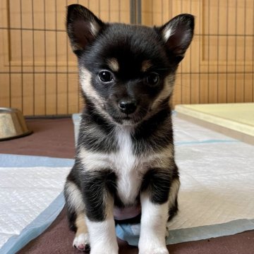 ミックス(チワワ×柴犬)【大分県・女の子・2024年11月25日・黒】の写真「ハイソックスで小ぶりな長女ちゃん」