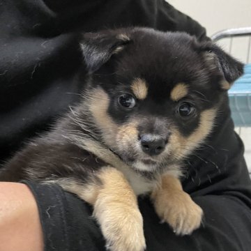 ミックス(チワワ×柴犬)【大分県・女の子・2024年11月29日・黒】の写真「人間大好き末っ子長女ちゃん」