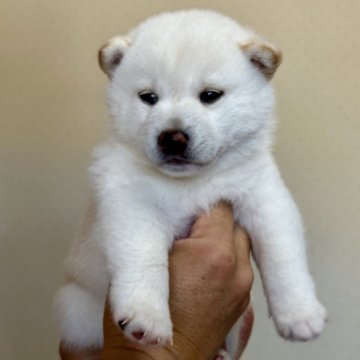 柴犬(標準サイズ)【大分県・男の子・2024年11月30日・白】の写真「おっとり泣き虫お兄ちゃん」