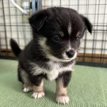 ミックス(チワワ×柴犬)【大分県・男の子・2024年11月29日・黒】の写真「小ぶりで特徴的カラーの次男くん」