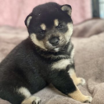 柴犬(標準サイズ)【大分県・女の子・2024年11月30日・黒】の写真「おてんば次女ちゃん」