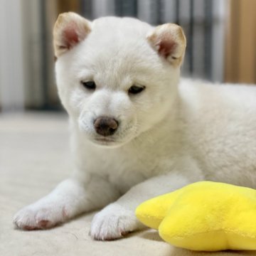 柴犬(標準サイズ)【大分県・男の子・2024年11月30日・白】の写真「毎日元気に妹達と遊んでいます😊」