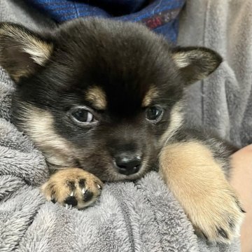 ミックス(チワワ×柴犬)【大分県・男の子・2024年11月25日・黒】の写真「おっとり人懐っこい長男くん」