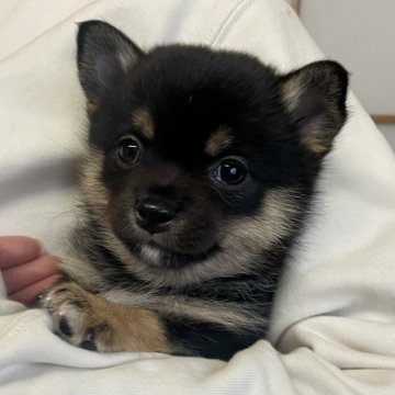 ミックス(チワワ×柴犬)【大分県・男の子・2024年11月25日・黒】の写真「おっとり人懐っこい長男くん」