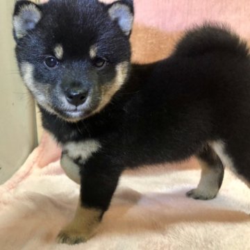 柴犬(豆柴)【大分県・女の子・2023年9月4日・黒】の写真「甘えだけどお姉ちゃんに食欲負けてない次女ちゃん」