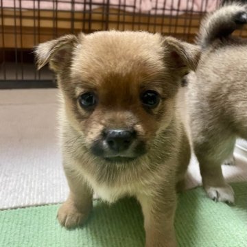 チワ柴(チワワ×豆柴)【大分県・女の子・2024年6月19日・茶】の写真「チワワ寄りの外見になるかな？」