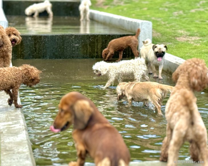 わんちゃんの水遊び場🐾｜福代　慶(ふくよ　けい)ブリーダー(岐阜県・ミニチュアシュナウザーなど・JKC登録)の紹介写真6