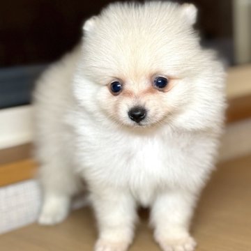 ポメラニアン【岐阜県・女の子・2025年2月13日・クリーム】の写真「クリームポメちゃん3姉妹♫」
