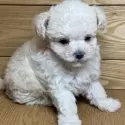 マルプー(マルチーズ×タイニープードル)【岐阜県・男の子・2025年2月8日・クリーム&ホワイト】の写真4